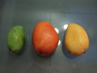 マンゴー3種類